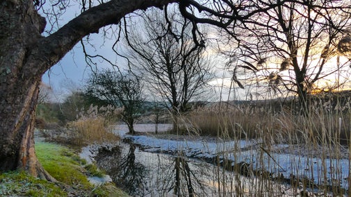 Frosty reed bed, Alfriston Clergy House, East Sussex